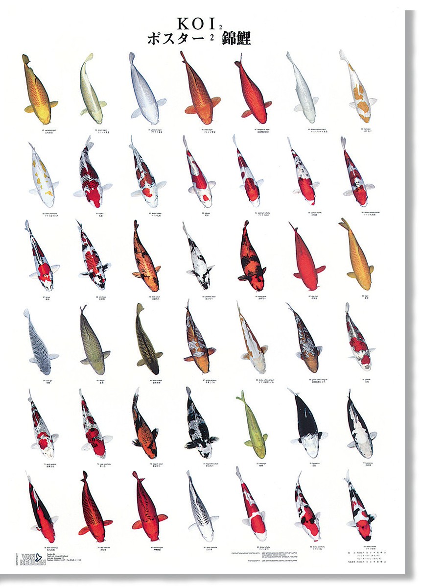 KoiHausNRW /zubehoer poster und literatur koi poster